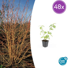 Buitenplant 48x Cornus sang. 'Anny's Winter Orange' - Pot Ø 9cm Hoogte ↕ 10-25cm