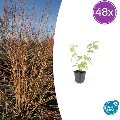 Buitenplant 48x Cornus sang. 'Anny's Winter Orange' - Pot Ø 9cm Hoogte ↕ 10-25cm