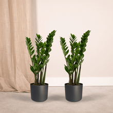 Kamerplant 2x Zamioculcas Zamiifolia - Pot Ø 14cm Hoogte ↕ 50cm