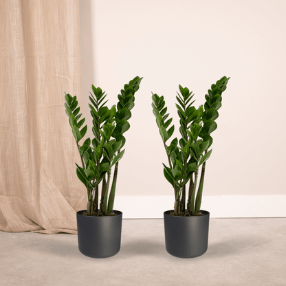 Kamerplant 2x Zamioculcas Zamiifolia - Pot Ø 14cm Hoogte ↕ 50cm