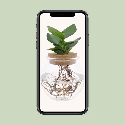 Kamerplant - Clusia in Bolglas met Klikkurk - Pot Ø 12cm Hoogte ↕ 30cm
