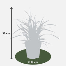 Buitenplant 3x Carex morrowi 'Ice Dance' - Pot Ø 14cm Hoogte ↕ 25cm
