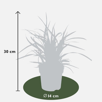 Buitenplant 3x Carex morrowi 'Ice Dance' - Pot Ø 14cm Hoogte ↕ 25cm