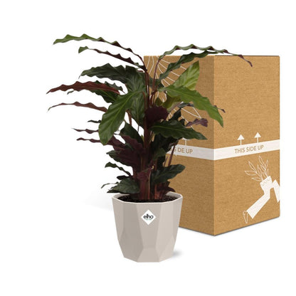 Kamerplant - Calathea Rufibarba 'Tropistar' - Pot Ø 14cm