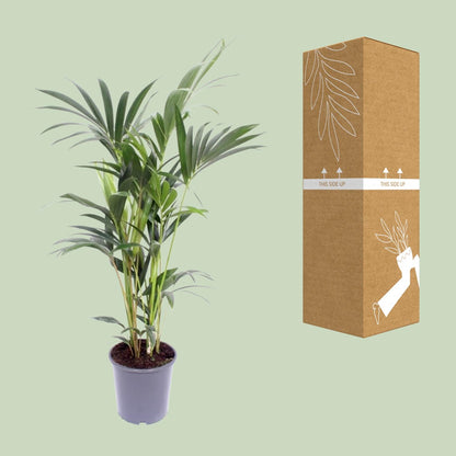 Kamerplant - Howea Forsteriana - Pot Ø 17cm Hoogte ↕ 75cm