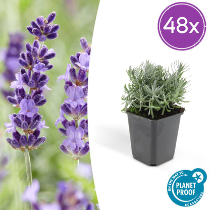 Buitenplant 48x Lavandula 'Hidcote' - Aromatische lavendel, bijenplant - Pot Ø 9cm Hoogte ↕ 10-25cm