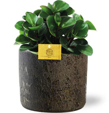Kamerplant - Peperomia Burning Bush - Pot Ø 15cm Hoogte ↕ 25cm