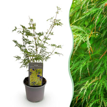 Buitenplant - Acer palmatum Emerald Lace - Pot Ø 12cm Hoogte ↕ 35cm