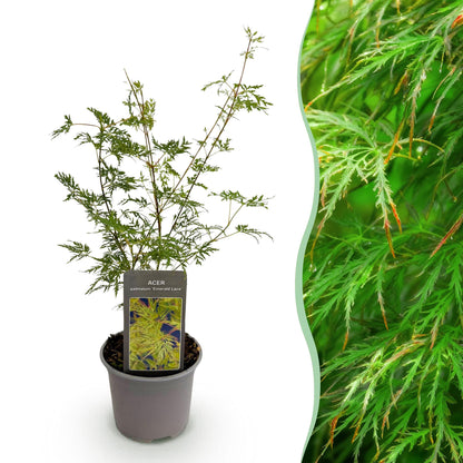 Buitenplant - Acer palmatum Emerald Lace - Pot Ø 12cm Hoogte ↕ 35cm