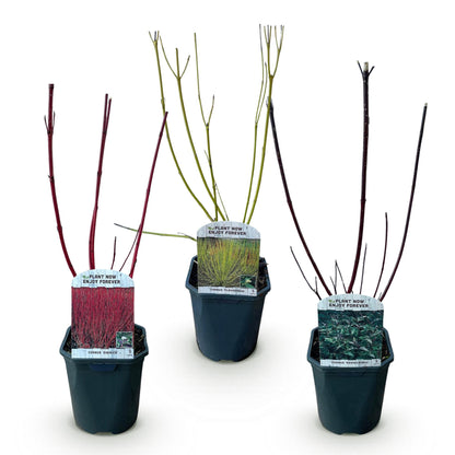 Buitenplant 3x Cornus alba Tricolour - Pot Ø 17cm Hoogte ↕ 45cm