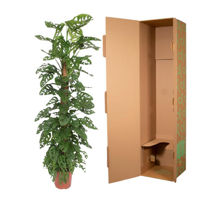 Kamerplant - Monstera Monkey Leaf - Mosstok - Pot Ø 27cm Hoogte ↕ 170cm