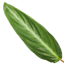 Kamerplant - Calathea Stripestar - Pot Ø 12cm Hoogte ↕ 40cm