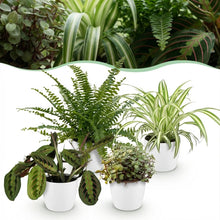 Kamerplant 4x Mix - Chlorophytum, Maranta, Callisia, Nephrolepis - Pot Ø 12cm Hoogte ↕ 25cm