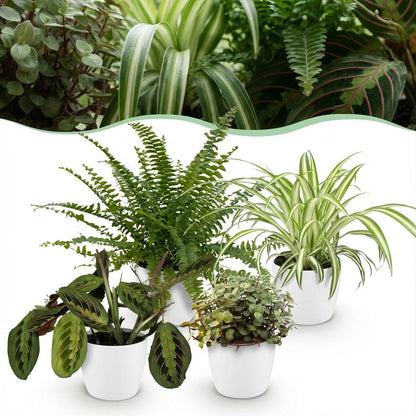 Kamerplant 4x Mix - Chlorophytum, Maranta, Callisia, Nephrolepis - Pot Ø 12cm Hoogte ↕ 25cm