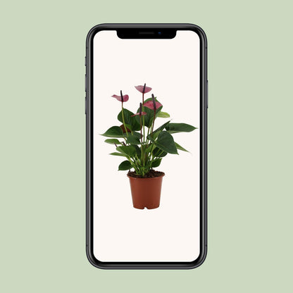 Kamerplant - Anthurium Baby Purple - Pot Ø 12cm Hoogte ↕ 36cm
