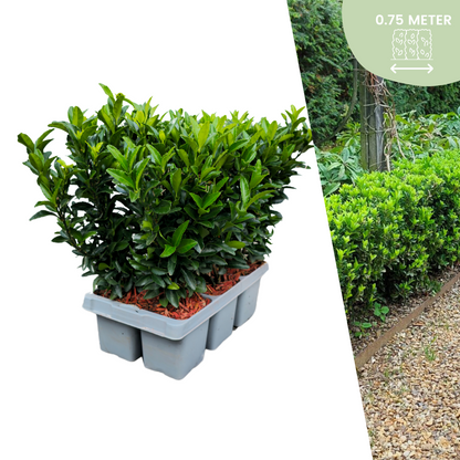 Buitenplant 6x Euonymus 'Green Spire' - Pot Ø 7cm Hoogte ↕ 15cm