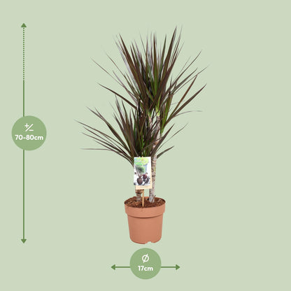 Kamerplant - Dracaena Magenta - Pot Ø 17cm Hoogte ↕ 80cm