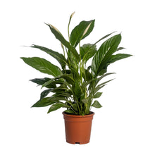 Kamerplant - Spathiphyllum Vivaldi - Pot Ø 17cm Hoogte ↕ 70cm