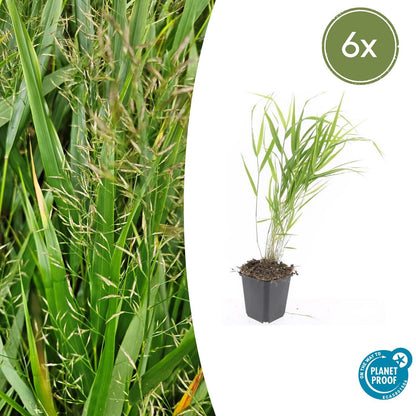 Buitenplant 6x Hakonechloa macra - Pot Ø 9cm Hoogte ↕ 10-25cm