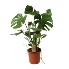 Kamerplant - Monstera Deliciosa - Pot Ø 21cm Hoogte ↕ 60cm