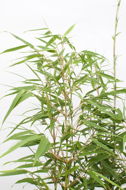 Buitenplant 2x Fargesia rufa - Bamboe - Pot Ø 19cm Hoogte ↕ 60cm