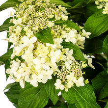 Buitenplant - Hydrangea Paniculata White - Bloeiend - Pot Ø 24cm Hoogte ↕ 70-80cm