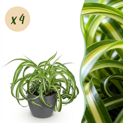 Kamerplant 4x Chlorophytum comosum Bonnie - Pot Ø 12cm Hoogte ↕ 20cm