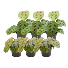 Kamerplant 6x Maranta Mix