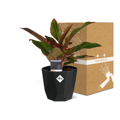 Kamerplant - Aglaonema Crete - Pot Ø 14cm