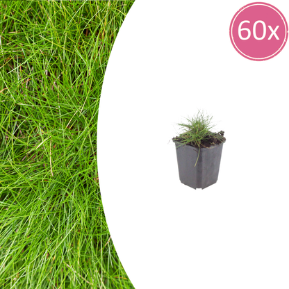 Buitenplant 60x Festuca gautieri - Pot Ø 9cm Hoogte ↕ 10-25cm