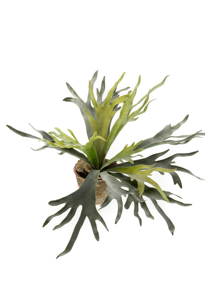 Kunstplant - Staghorn Fern Hertshoornvaren - Hoogte ↕ 50cm