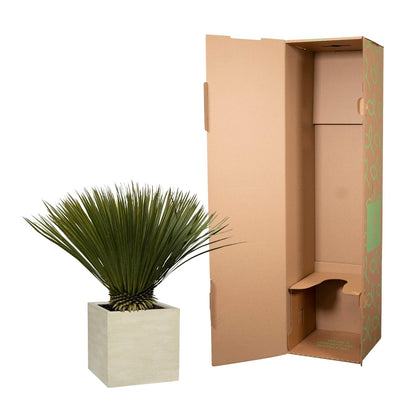 Buitenplant - Yucca rostrata - Winterhard - Pot Ø 30cm Hoogte ↕ 70cm