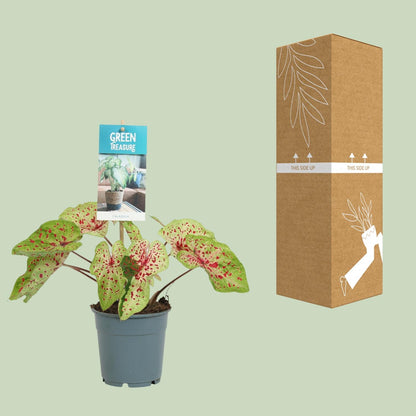 Kamerplant - Caladium Miss Muffet - Pot Ø 12cm Hoogte ↕ 25cm
