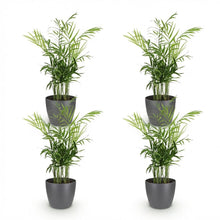 Kamerplant 4x Chamaedorea elegans - Goudpalm - Pot Ø 12cm Hoogte ↕ 15cm