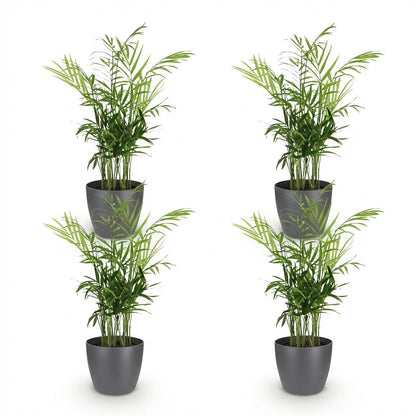 Kamerplant 4x Chamaedorea elegans - Goudpalm - Pot Ø 12cm Hoogte ↕ 15cm