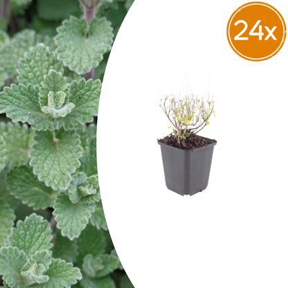 Buitenplant 24x Calamintha nepeta - Vaste plant - Pot Ø 9cm Hoogte ↕ 10-25cm