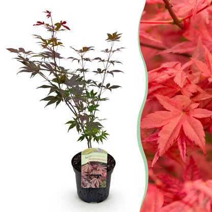 Buitenplant - Acer palmatum Atropurpureum - Paars, Bladverliezend - Pot Ø 19cm Hoogte ↕ 70cm