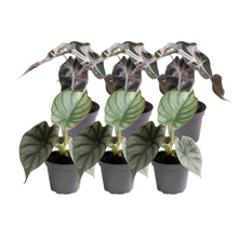 Kamerplant 6x Alocasia Mix