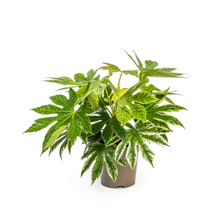 Kamerplant - Fatsia Japonica 'Spider's Web' - Pot Ø 19cm Hoogte ↕ 40-50cm