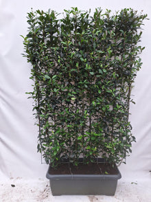 Buitenplant - Photinia fraseri 'Carré Rouge' - Kant-en-Klaar Haag - 120 x 180cm