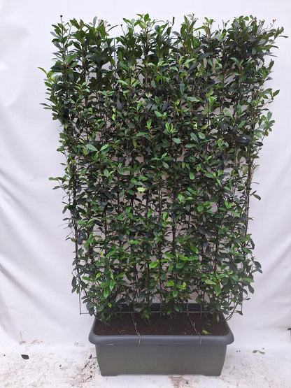 Buitenplant - Photinia fraseri 'Carré Rouge' - Kant-en-Klaar Haag - 120 x 180cm