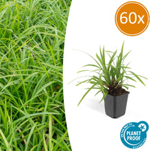 Buitenplant 60x Carex morrowii 'Irish Green' - Pot Ø 9cm Hoogte ↕ 10-25cm