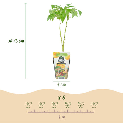Buitenplant 3x Fruitplanten Tricolour - Rode Bes, Framboos, Zwarte Braam - Pot Ø 9cm