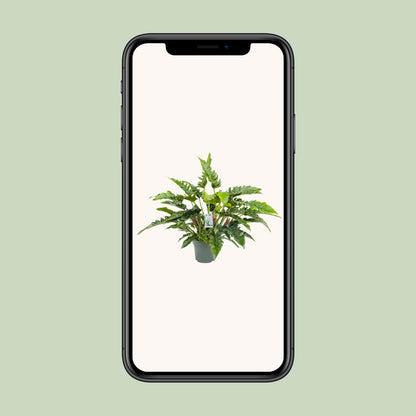 Kamerplant - Philodendron Rambo - Luchtzuiverend - Pot Ø 27cm Hoogte ↕ 65cm