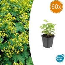 Buitenplant 60x Alchemilla mollis - Pot Ø 9cm Hoogte ↕ 10-25cm