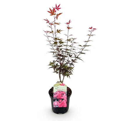 Buitenplant - Acer palmatum 'Skeeter's Broom' - Bladverliezend Paars - Pot Ø 19cm Hoogte ↕ 70cm