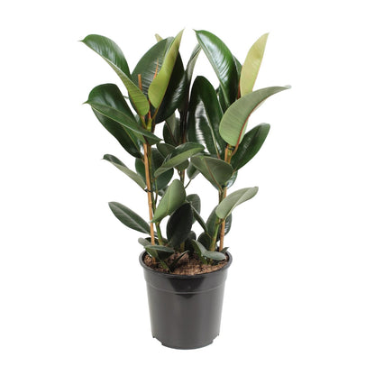 Kamerplant - Ficus Elastica Robusta - Hoogte ↕ 35-95cm