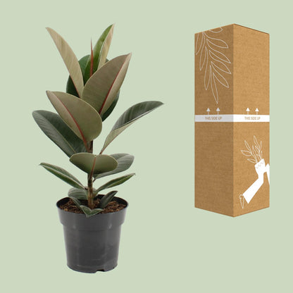 Kamerplant - Ficus Elastica Robusta - Hoogte ↕ 35-95cm