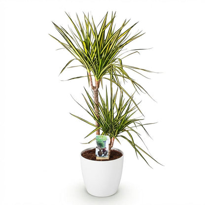 Kamerplant - Dracaena Sunray - Pot Ø 21cm Hoogte ↕ 90-100cm