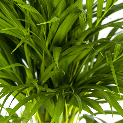 Kamerplant - Dypsis Areca Lutescens - Pot Ø 19cm Hoogte ↕ 80-100cm